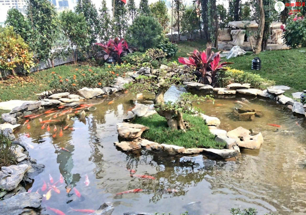 THI CÔNG HỒ CÁ KOI SÂN VƯỜN