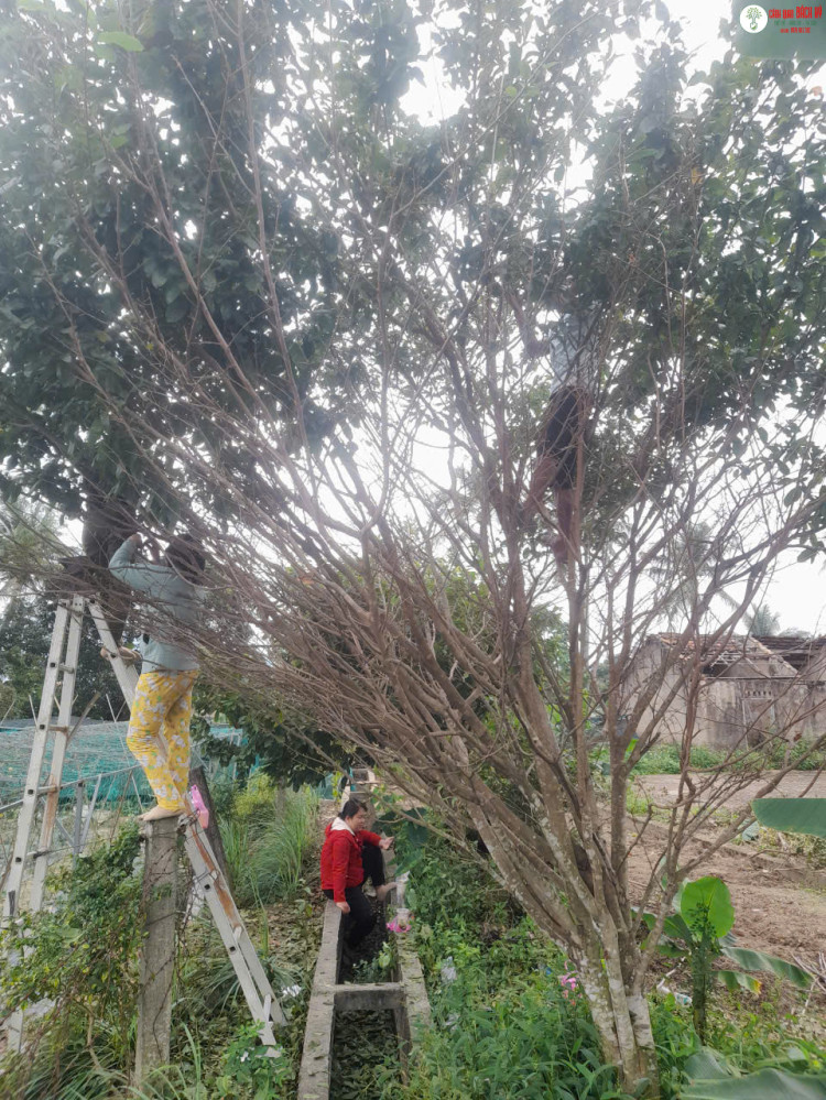 DỊCH VỤ CẮT TỈA CÂY KHỐNG CHẾ CHIỀU CAO