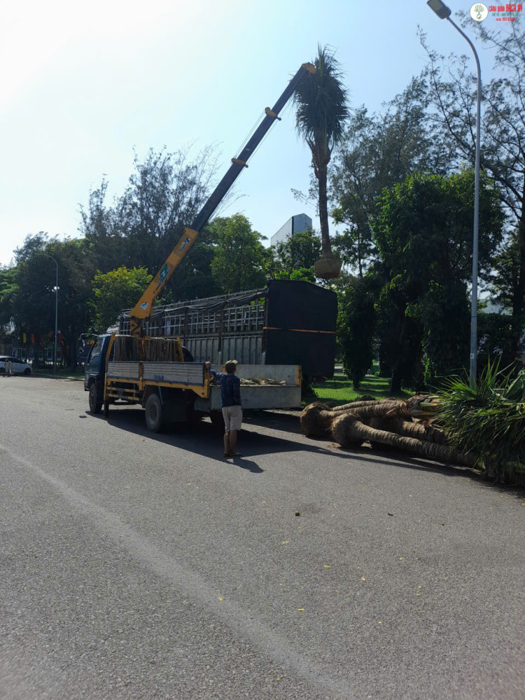 CUNG CẤP CÂY XANH CHO CÔNG TRÌNH