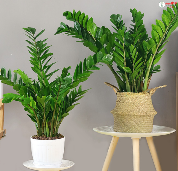 Ý NGHĨA PHONG THỦY CÂY KIM TIỀN – CÁCH CHĂM SÓC – CÂY KIM TIỀN NHA TRANG