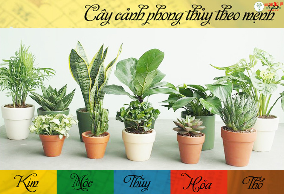 CÂY PHONG THỦY HỢP MỆNH KIM – MỘC – THỦY – HỎA – THỔ