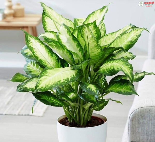 NHỮNG LOẠI CÂY CẢNH NÊN ĐẶT Ở PHÒNG KHÁCH – CÂY CẢNH PHÒNG KHÁCH HỢP PHONG THỦY