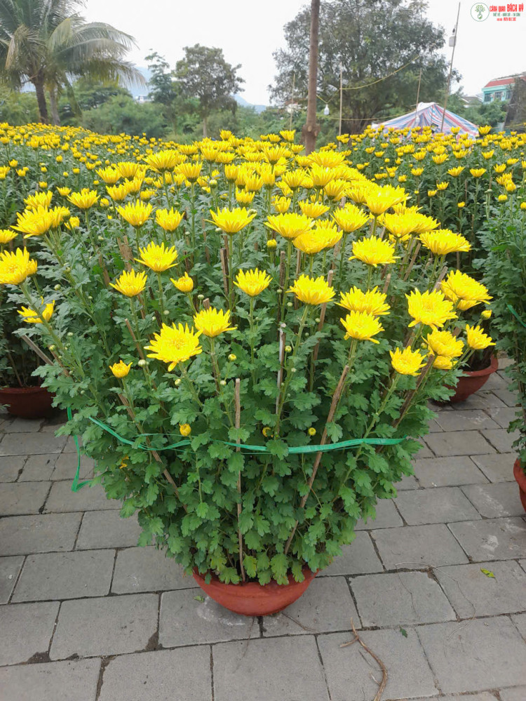 6 LOẠI HOA – CÂY CẢNH “LỘC ĐẦU NĂM” NÊN TRỒNG VÀO THÁNG CHẠP