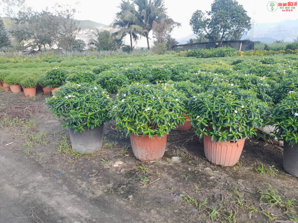 HOA CÚC – LOÀI HOA MANG PHÚC LỘC ĐẦU NĂM & BÍ QUYẾT CHĂM SÓC ĐỂ HOA TƯƠI LÂU NGÀY TẾT