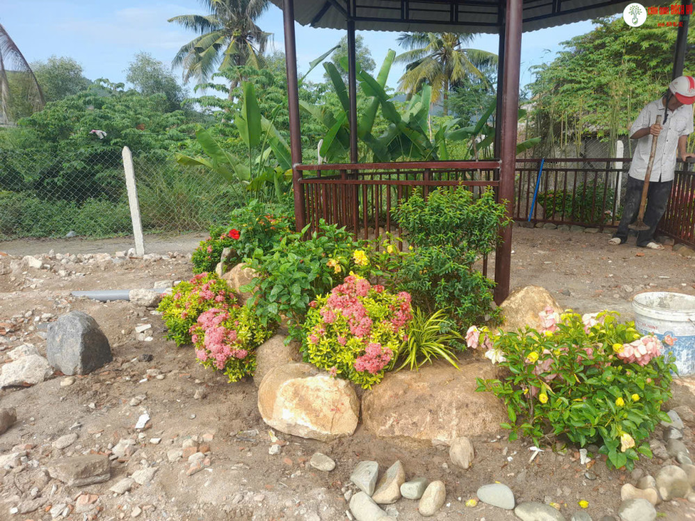 MẸO HỒI PHỤC CÂY CẢNH SAU MƯA BÃO CUỐI MÙA Ở NHA TRANG