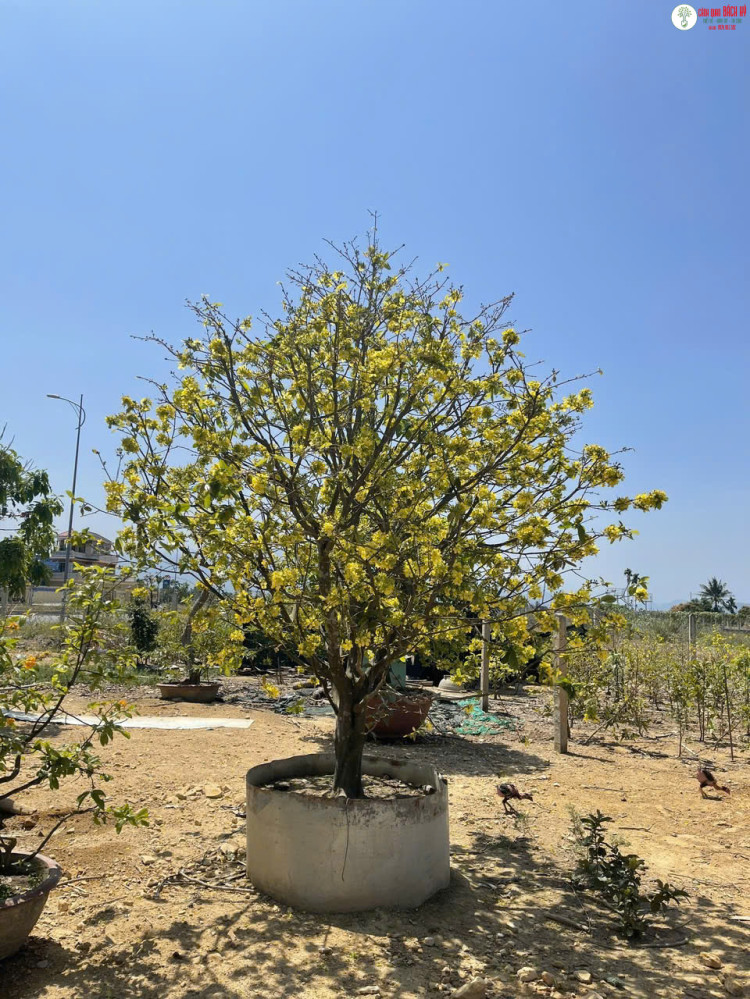 BÍ QUYẾT CHỌN CÂY PHONG THỦY TẶNG DỊP CUỐI NĂM – QUÀ TẶNG DOANH NGHIỆP NHA TRANG