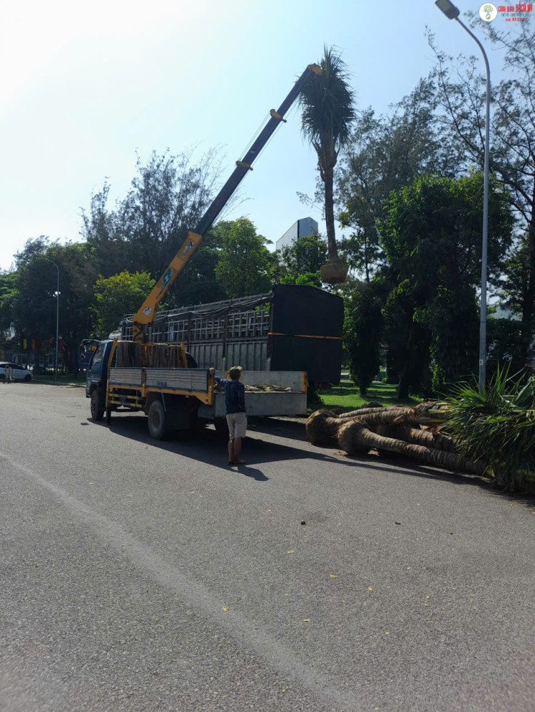 CÂY TRƯỚC NHÀ QUÁ CAO, TÁN RỘNG: NÊN CẮT TỈA HAY THAY CÂY?