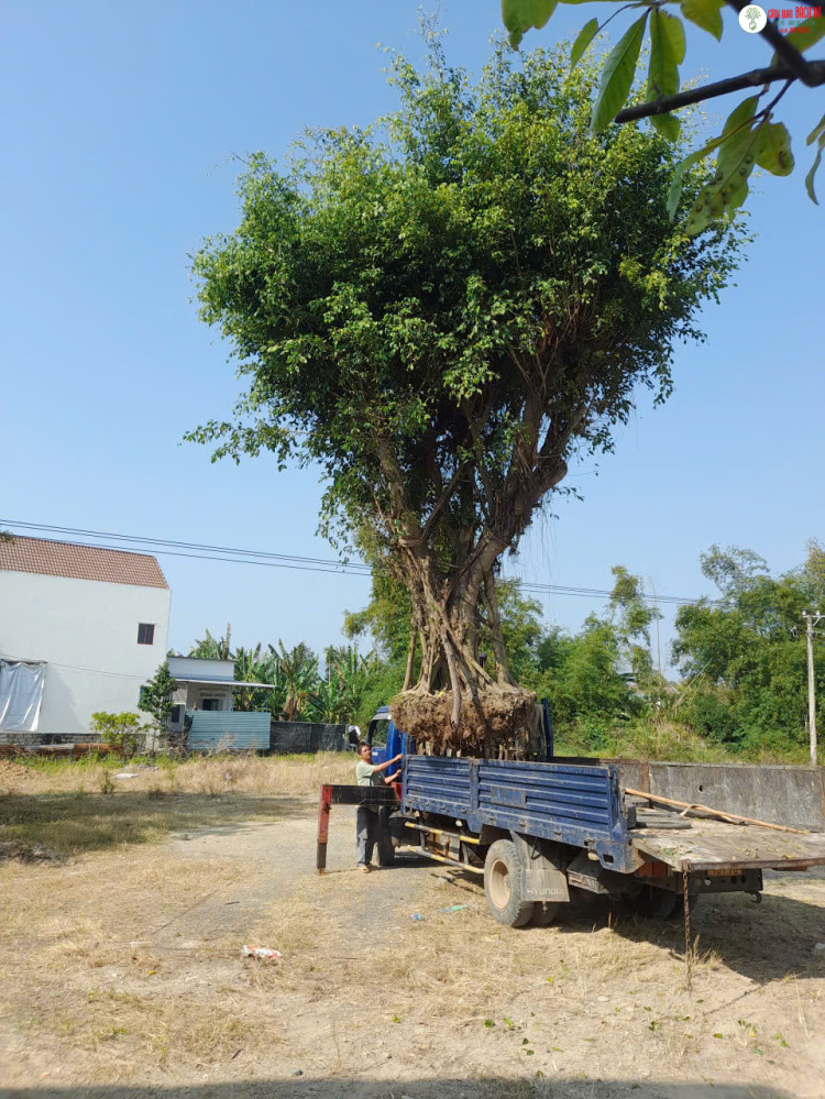 CÂY LỚN CẦN DI DỜI: NHỮNG ĐIỀU CẦN CHUẨN BỊ TRƯỚC KHI CẨU VÀ BỨNG CÂY