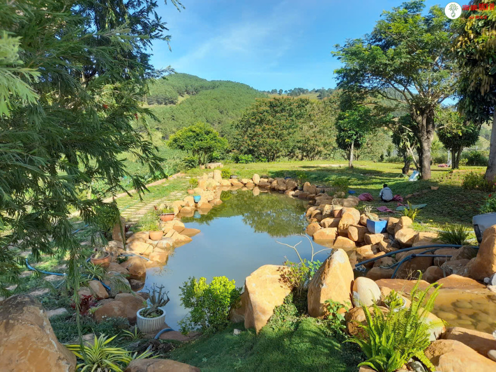 HỒ CÁ KOI TRONG SÂN VƯỜN – XU HƯỚNG RESORT CAO CẤP – HỒ CÁ KOI NHA TRANG