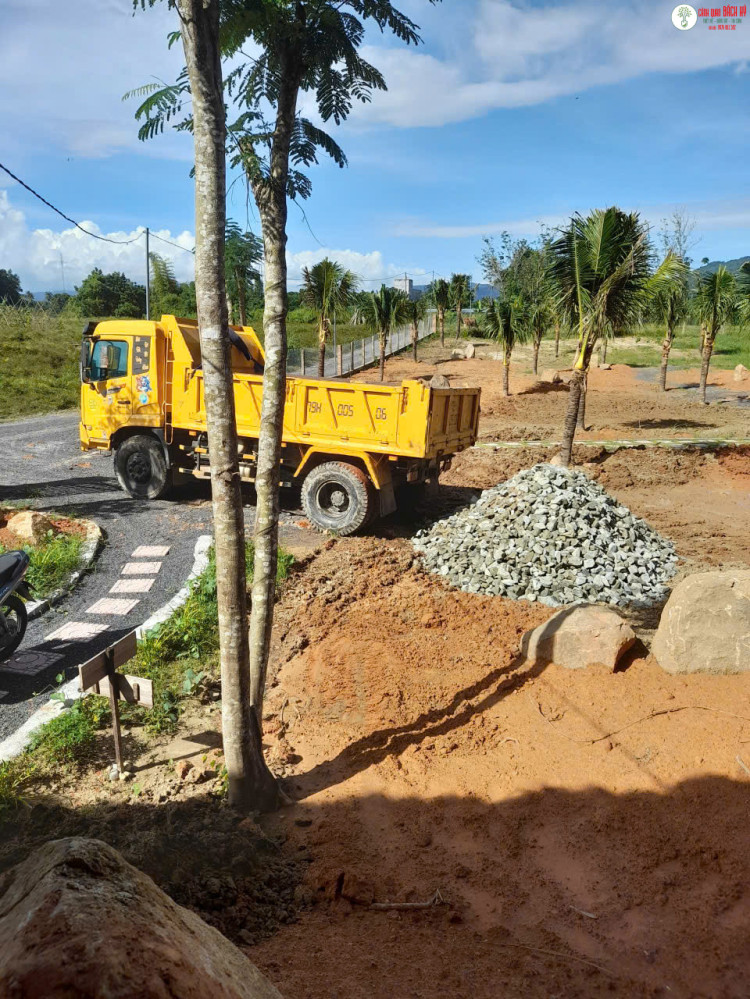 CÂY CÔNG TRÌNH MỚI TRỒNG BỊ VÀNG LÁ, NGHIÊNG GỐC: NGUYÊN NHÂN VÀ CÁCH CHĂM SÓC