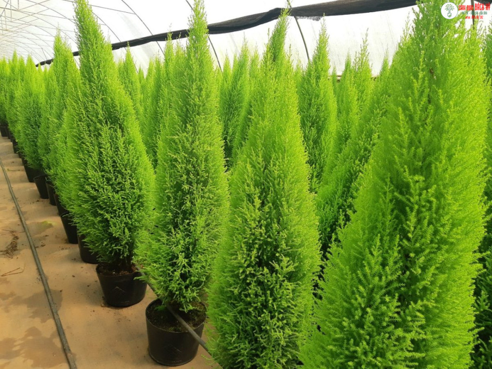 5 LOẠI CÂY TRANG TRÍ NOEL ĐẸP – DỄ CHĂM TRONG KHÍ HẬU NHA TRANG