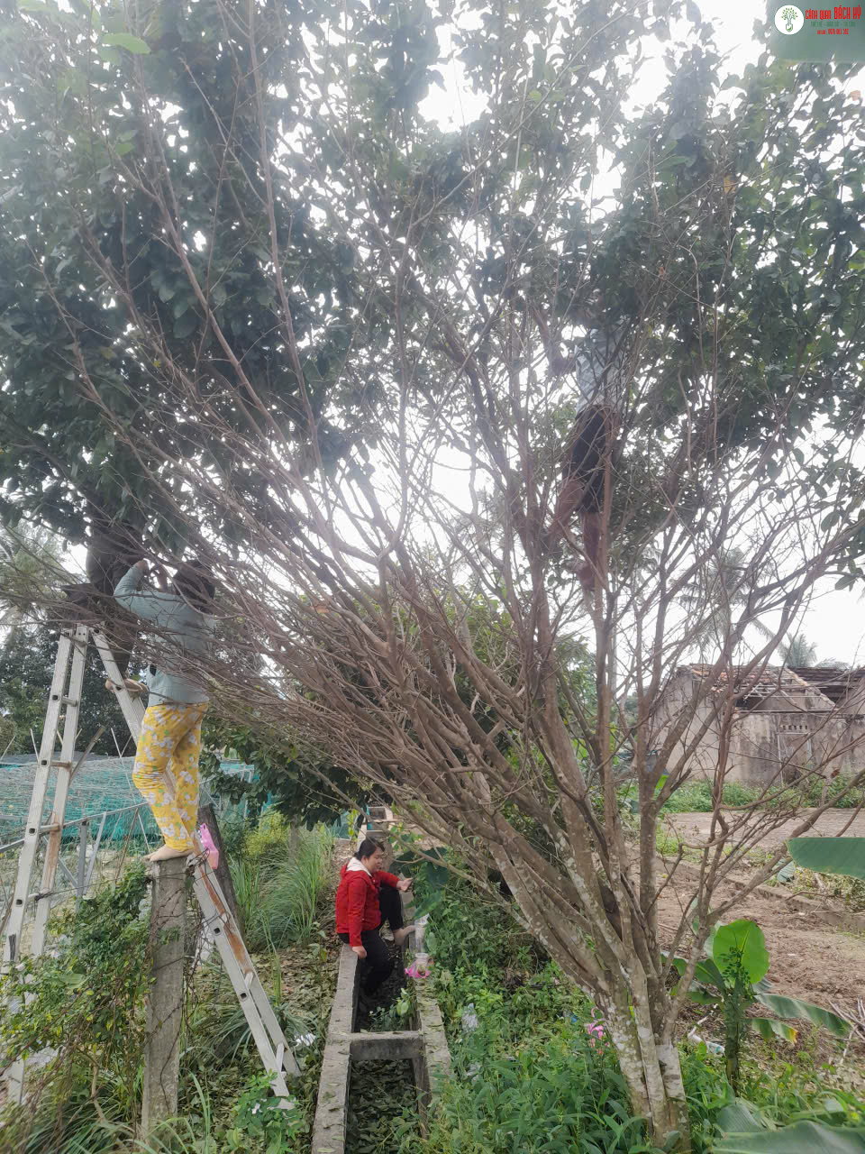 DỊCH VỤ CẮT TỈA CÂY KHỐNG CHẾ CHIỀU CAO