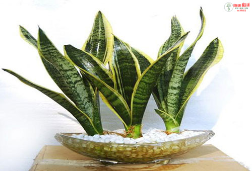 CÁCH CHĂM SÓC CÂY LƯỠI HỔ TRONG NHÀ