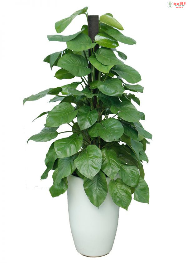 TOP 5 LOẠI CÂY CẢNH NỘI THẤT THANH LỌC KHÔNG KHÍ – CÂY CẢNH NỘI THẤT NHA TRANG