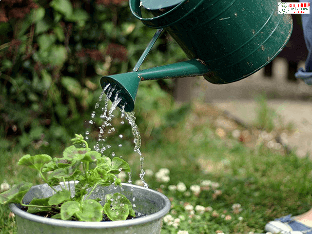 tuoi nuoc trong chau