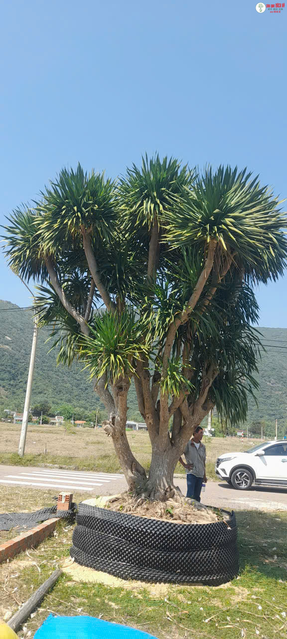 CÁCH XỬ LÝ CÂY CẢNH BỊ VÀNG LÁ, HÉO ÚA – CÁCH XỬ LÝ CÂY CẢNH VÀNG LÁ