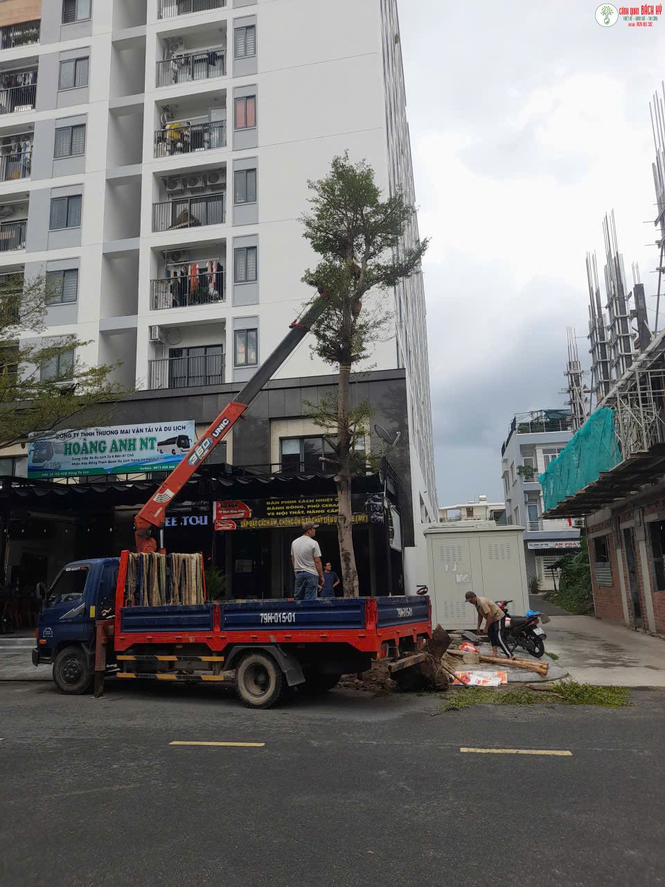 LÀM THẾ NÀO ĐỂ CHĂM CÂY QUÁ CAO