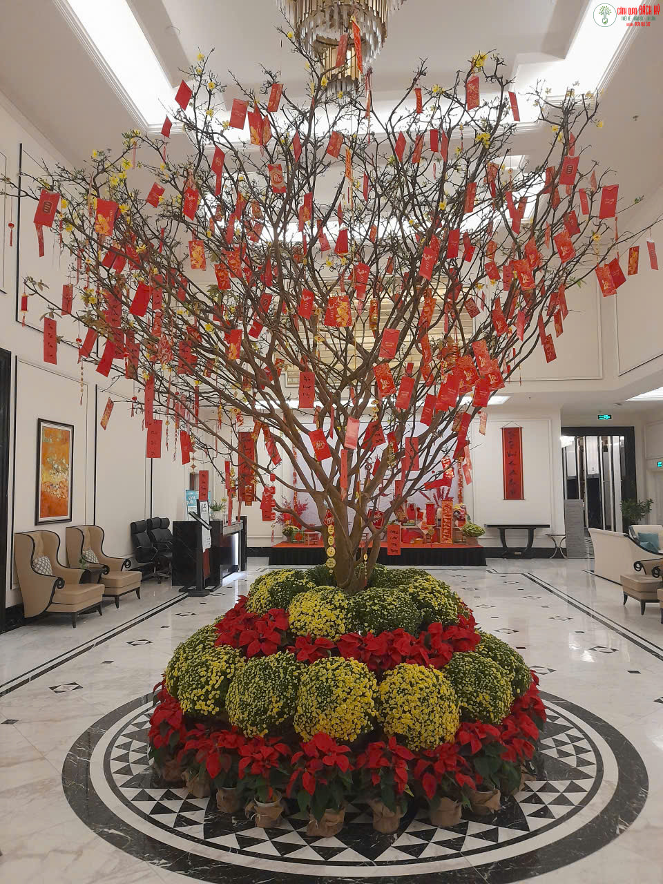 SỰ KHÁC BIỆT GIỮA MUA MAI VÀ THUÊ MAI CHO NGÀY TẾT