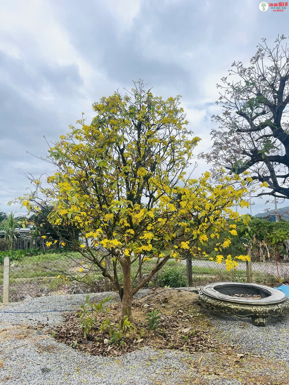 z7027928551410 2aa9624cf7775acaf341285f0223c90d