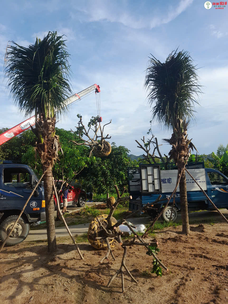 CÂY CẢNH NÊN THAY MỚI HOẶC CẮT TỈA TRƯỚC TẾT ĐỂ ĐÓN VẬN KHÍ TỐT ĐẦU NĂM