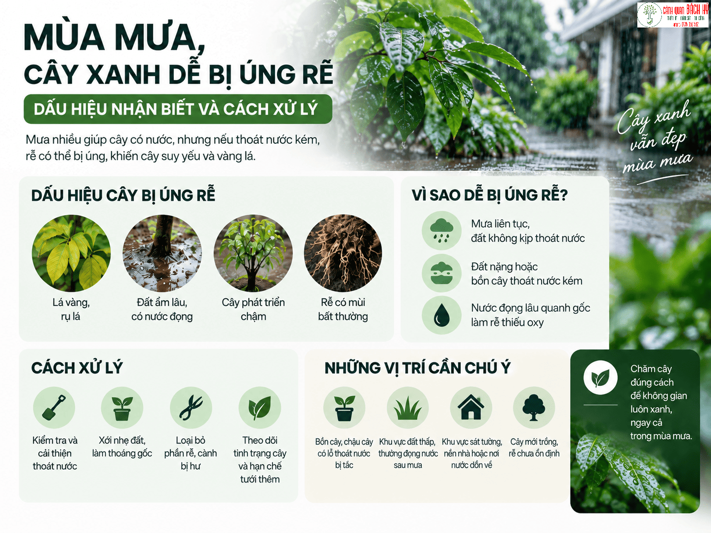 MÙA MƯA, CÂY XANH DỄ BỊ ÚNG RỄ: DẤU HIỆU NHẬN BIẾT VÀ CÁCH XỬ LÝ