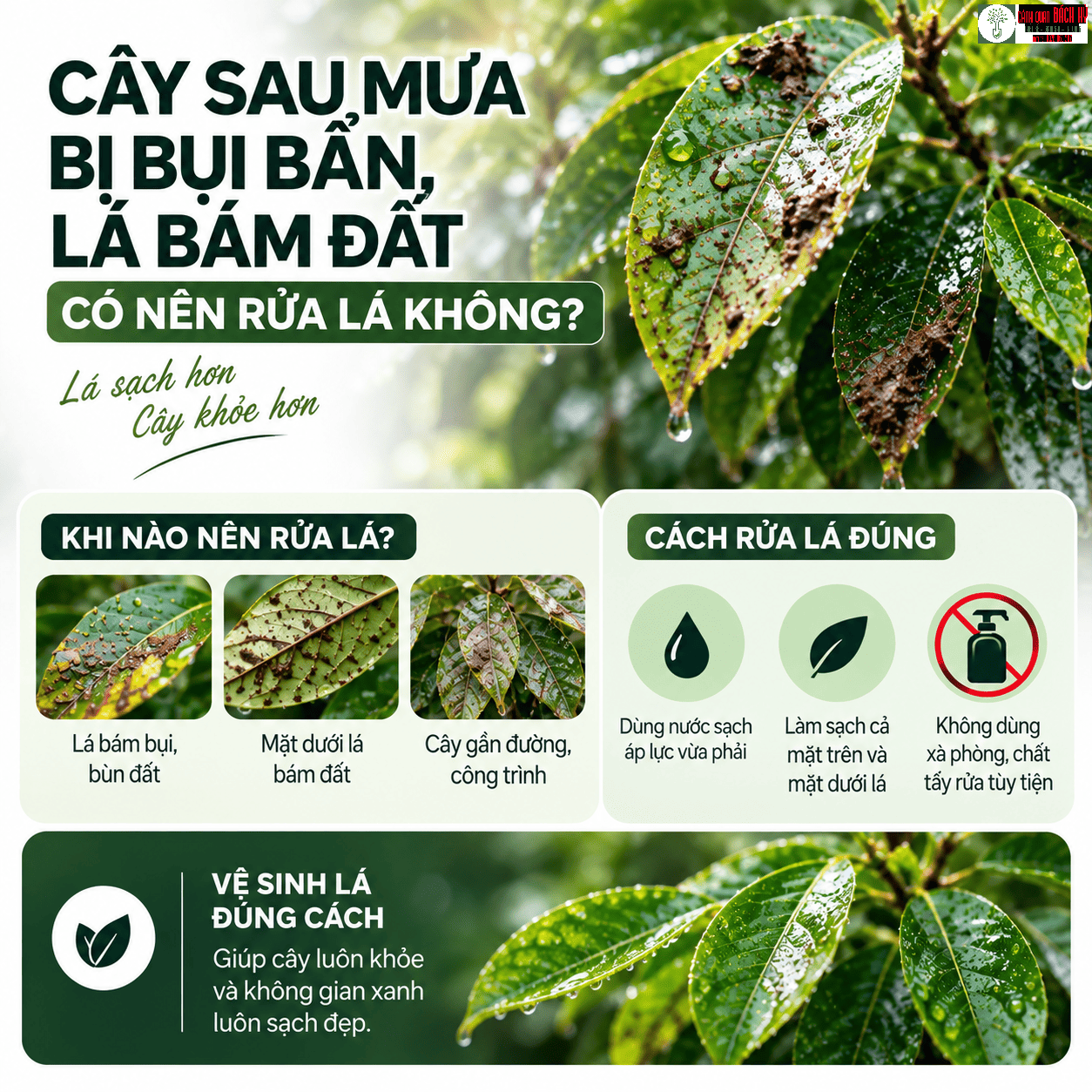 CÂY SAU MƯA BỊ BỤI BẨN, LÁ BÁM ĐẤT: CÓ NÊN RỬA LÁ KHÔNG?